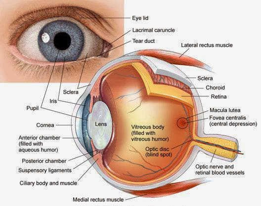 anatomy of human eye