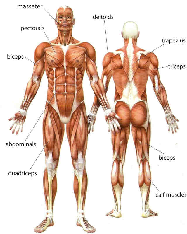 muscular system of human body