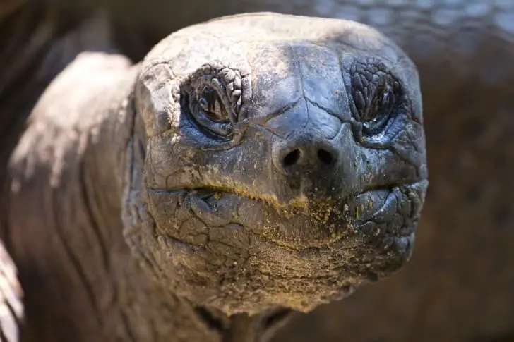 Adwaita, the longest-lived tortoise