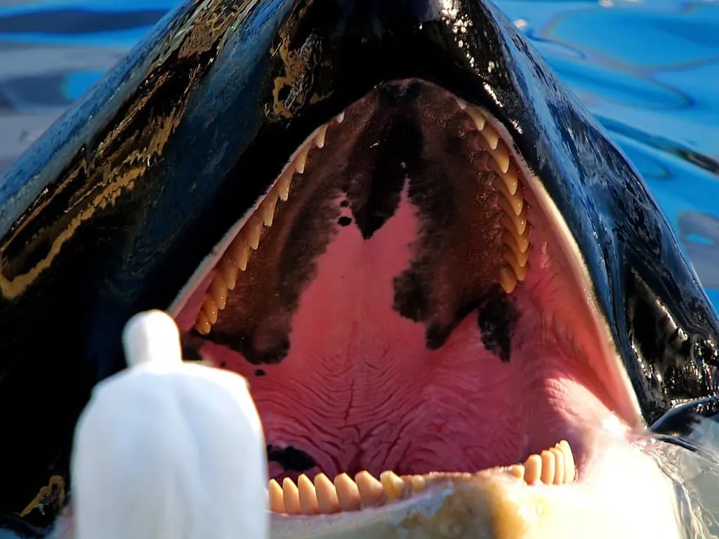 Killer Whale Teeth